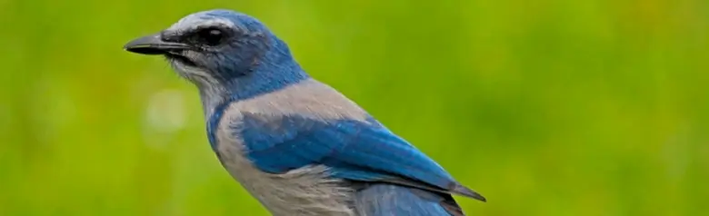 Florida scrub jay