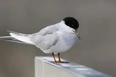 Forster's tern