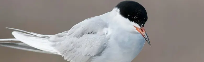 Forster's tern
