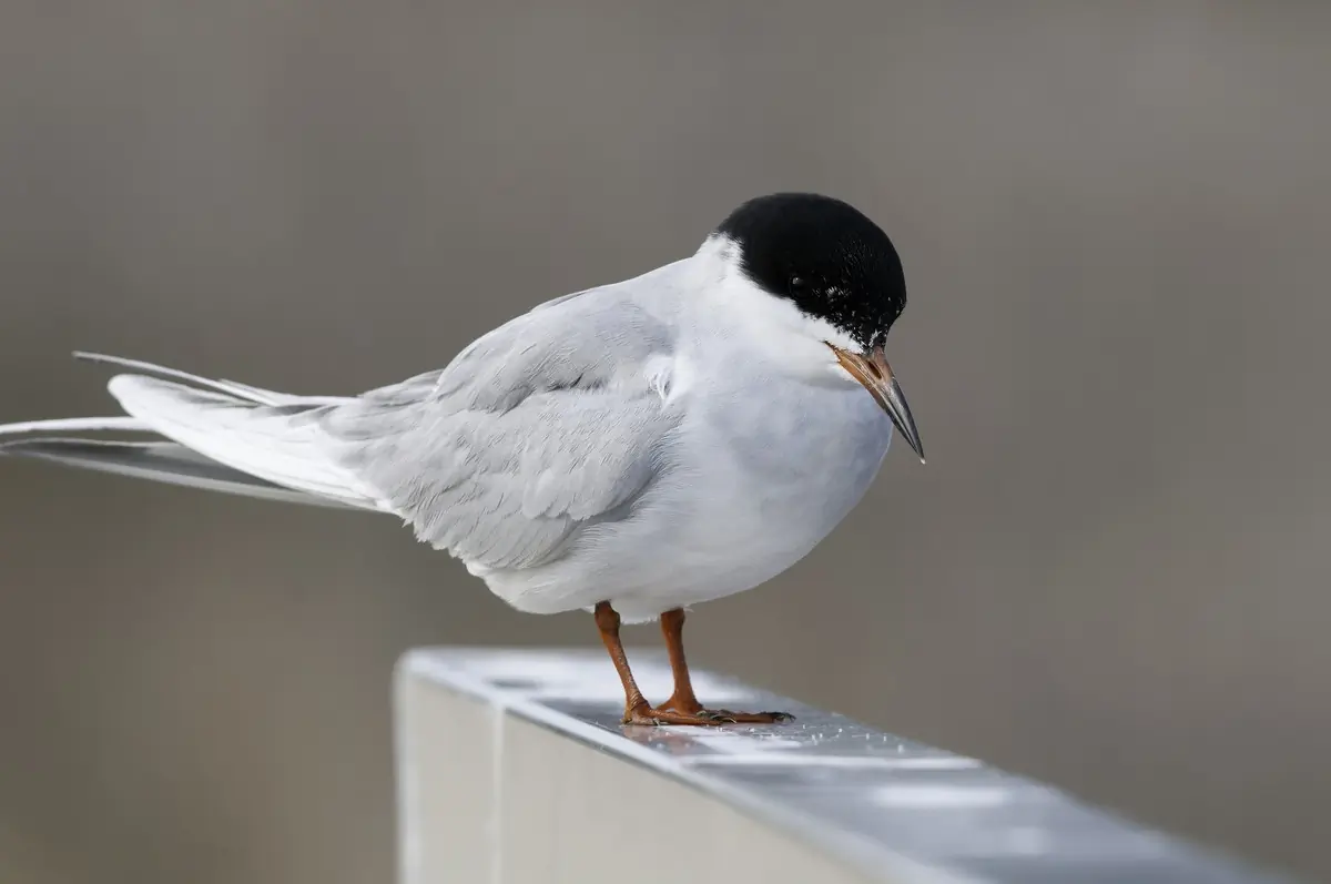 Forster's tern
