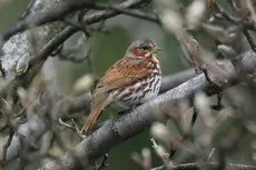 Fox sparrow