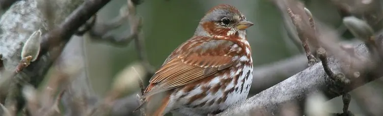 Fox sparrow