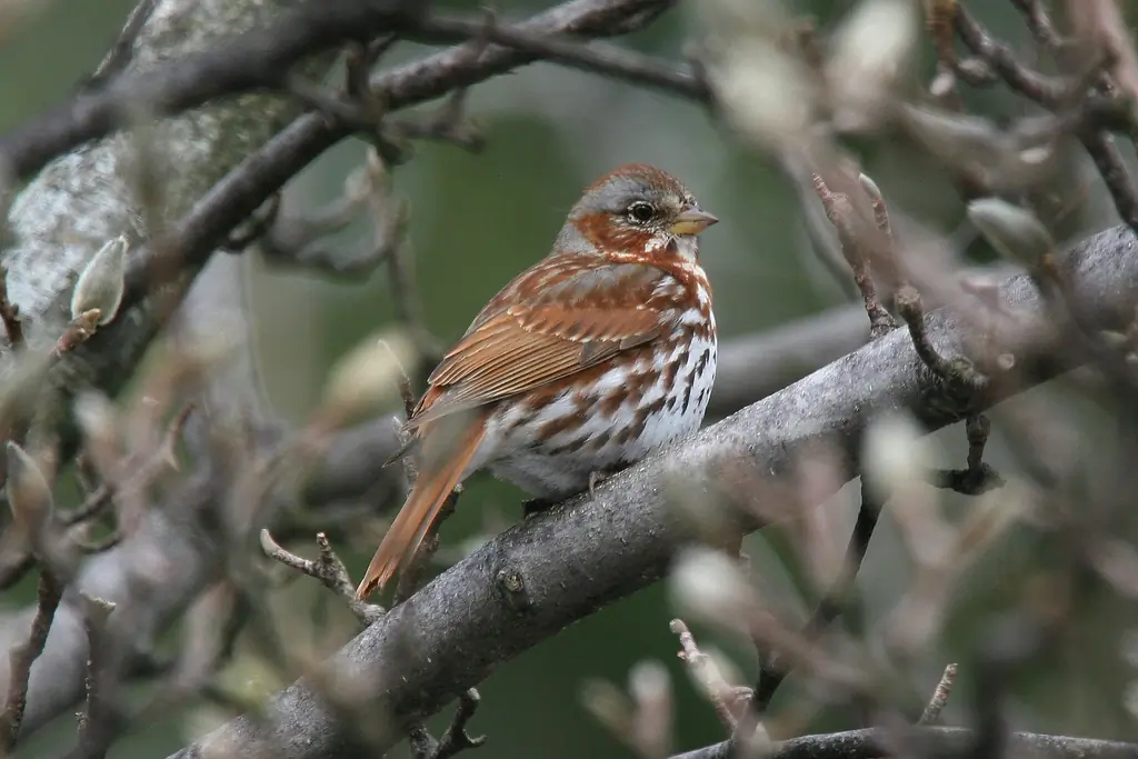 Fox sparrow