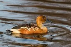 Fulvous whistling duck