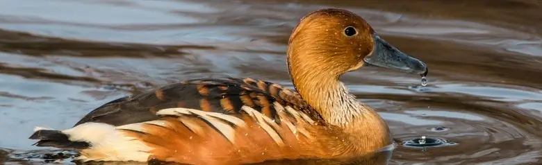 Fulvous whistling duck