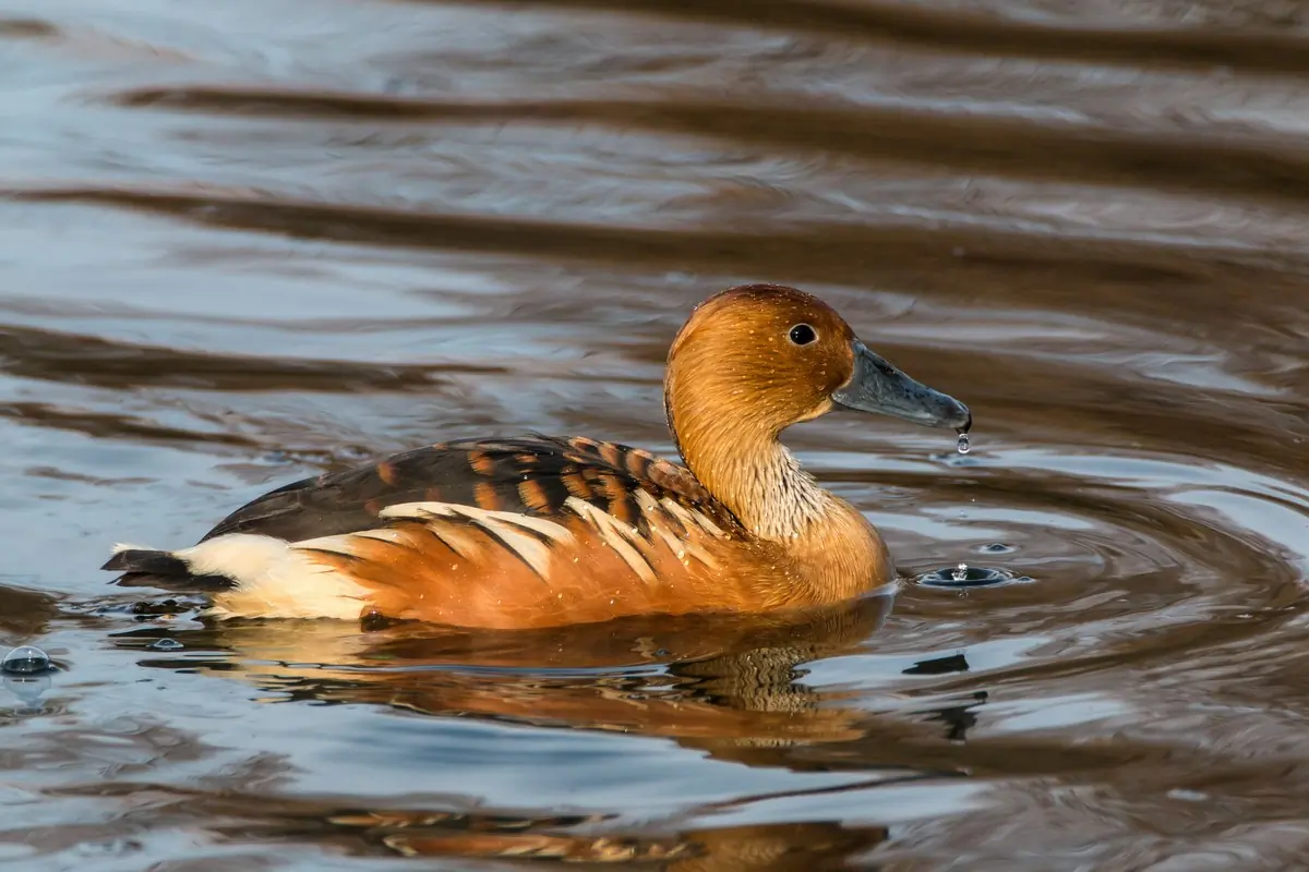 Fulvous whistling duck
