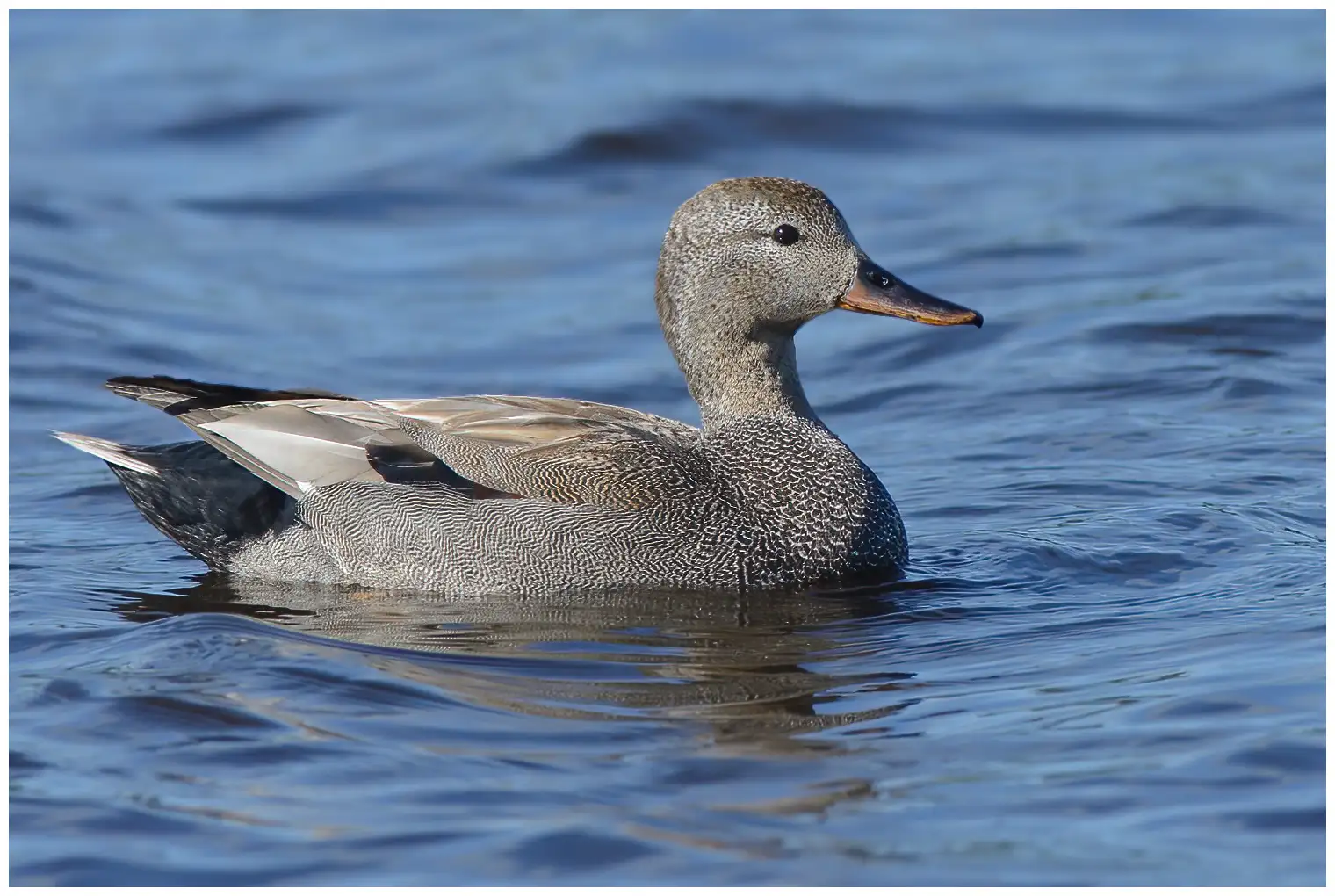 Gadwall