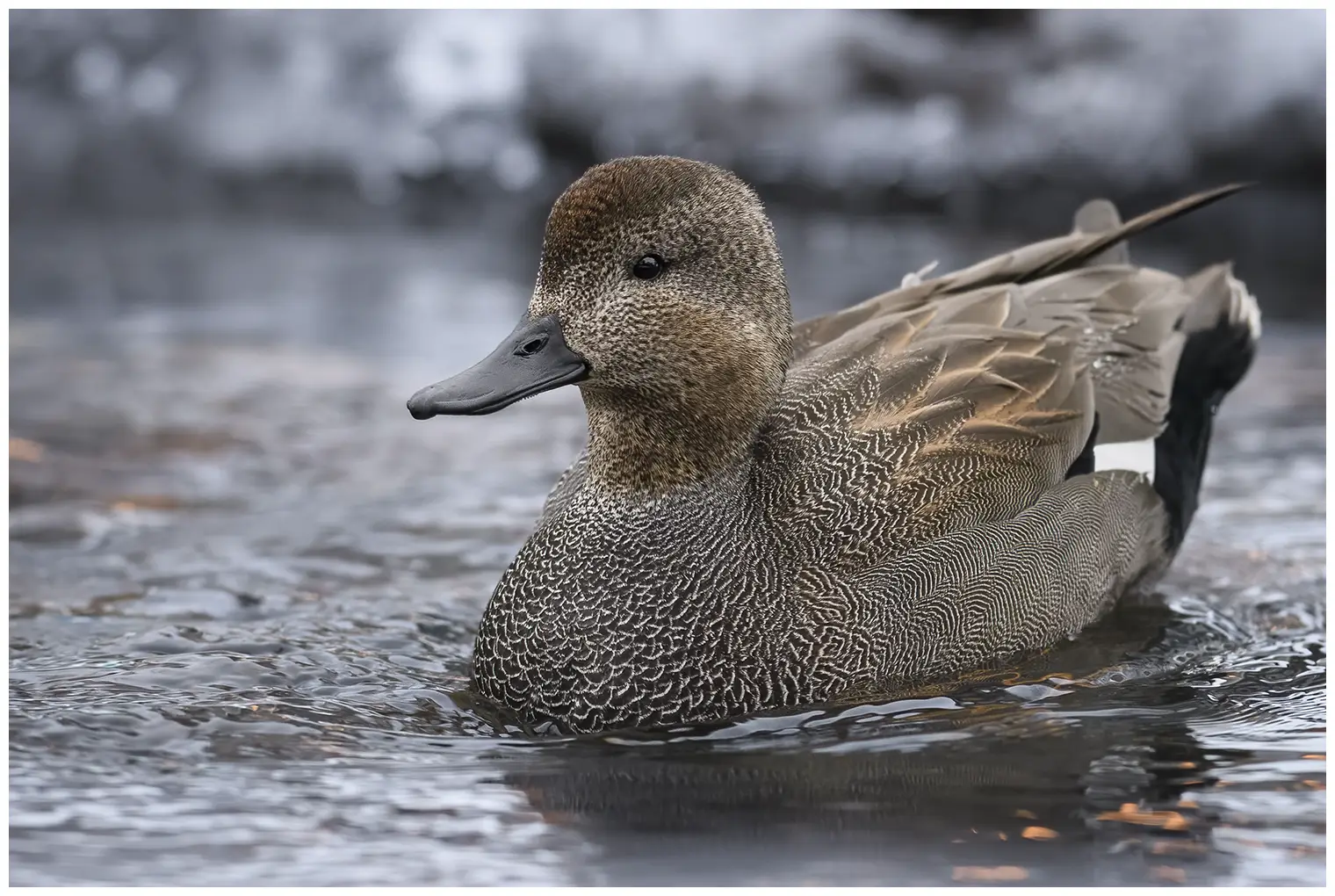 Gadwall