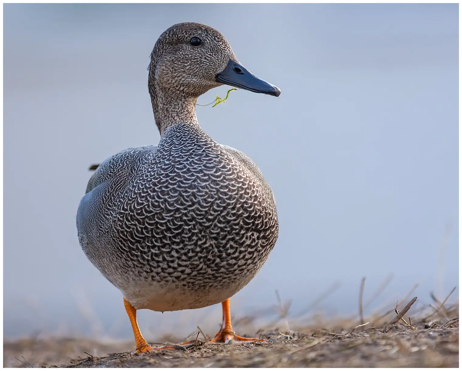 Gadwall