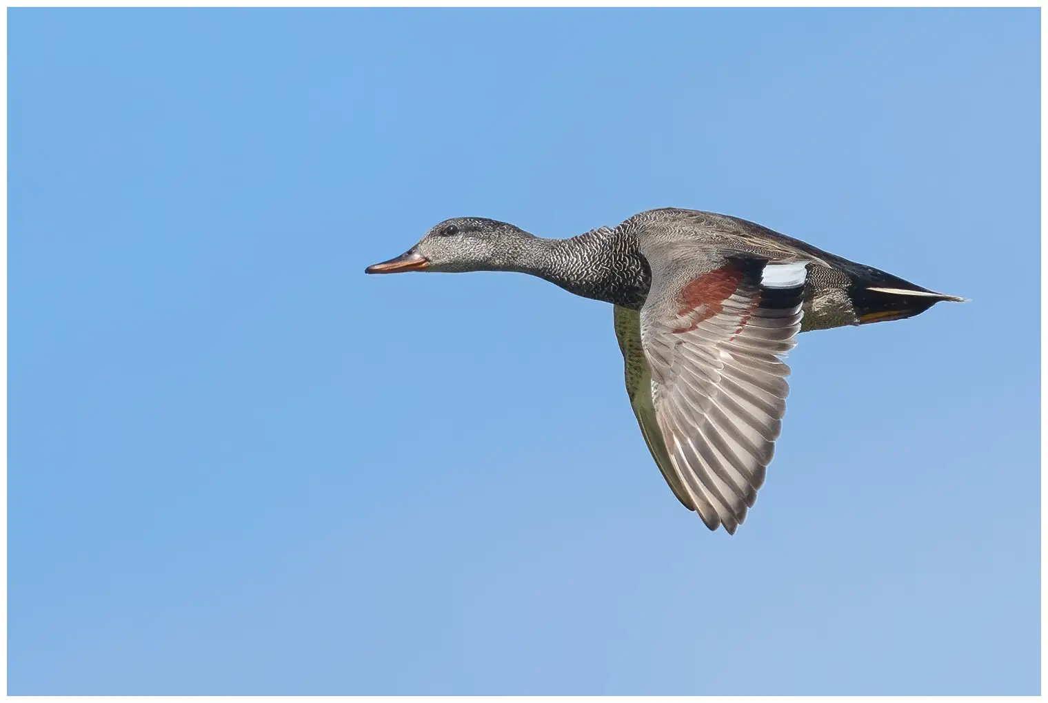 Gadwall