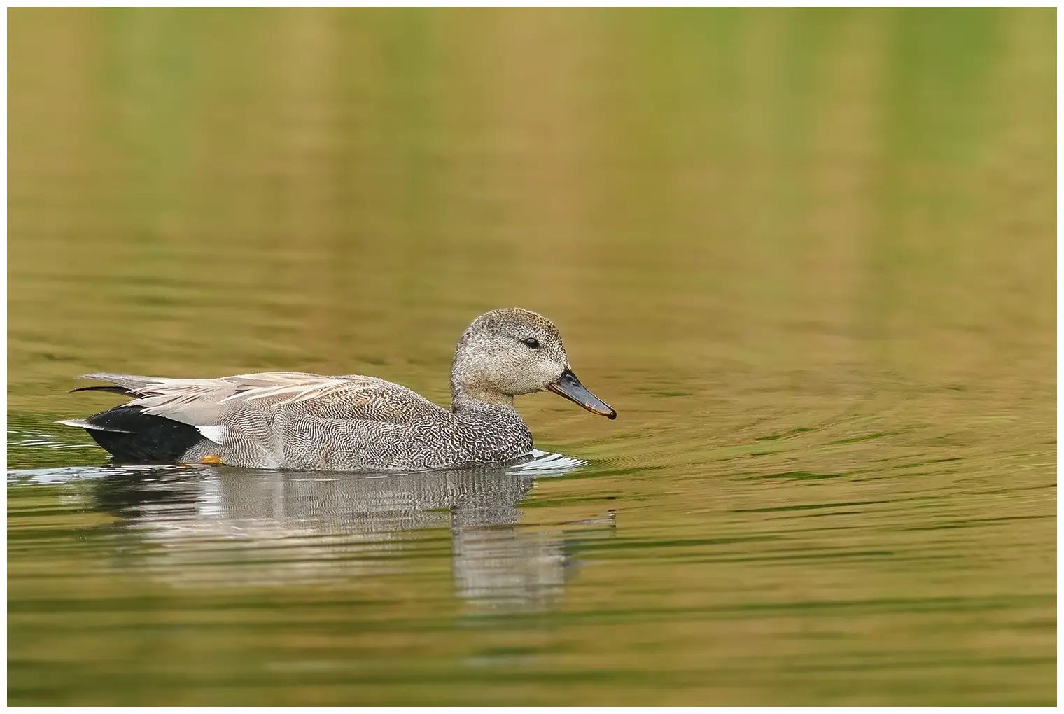 Gadwall