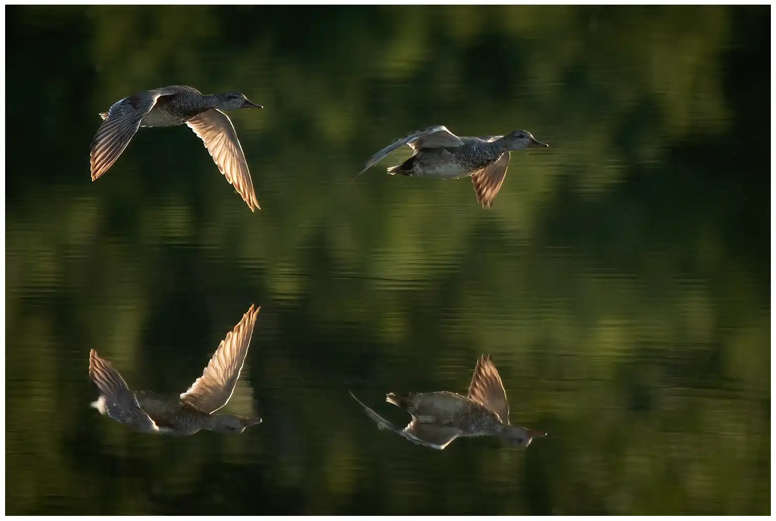 Gadwall