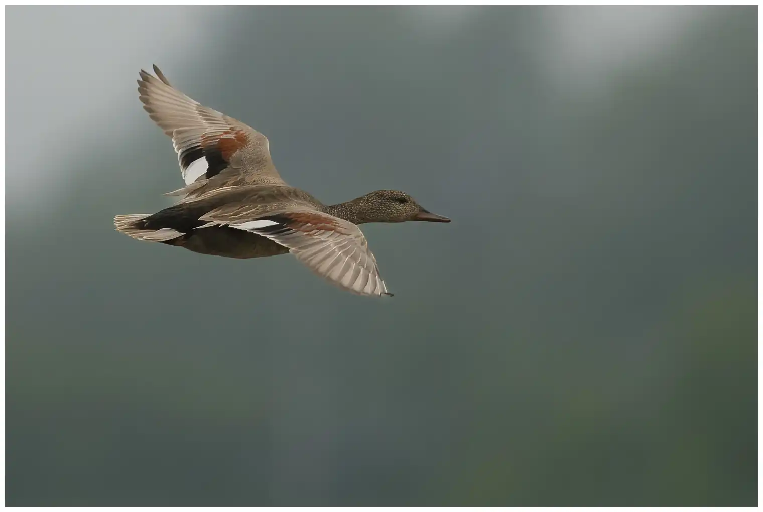 Gadwall