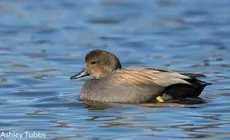 Gadwall