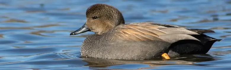A Gadwall on the water. The plumage has fine brownish and grayish patterns.