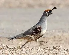 Gambel's quail