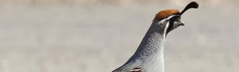 Gambel's quail