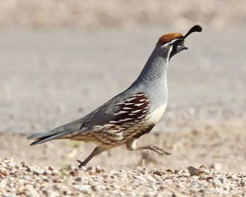 Gambel's quail