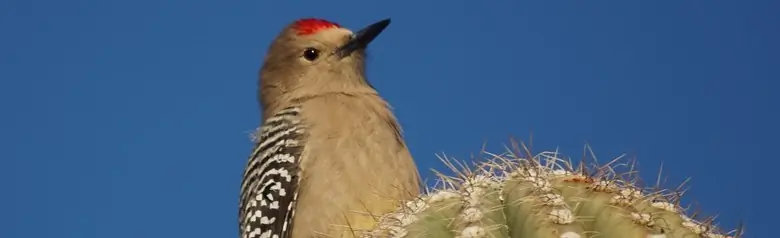 Gila woodpecker
