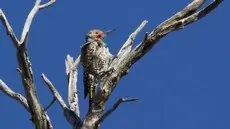 Gilded flicker
