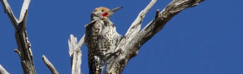 Gilded flicker