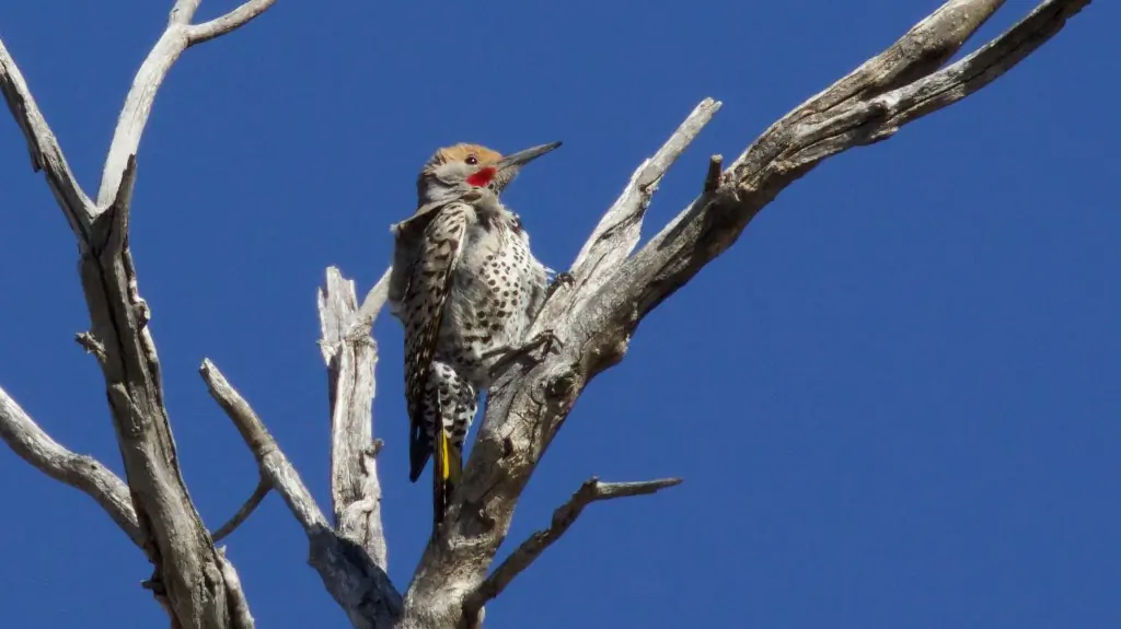 Gilded flicker
