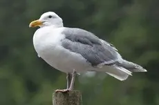 Glaucous-winged gull