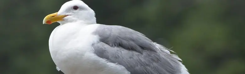 Glaucous-winged gull