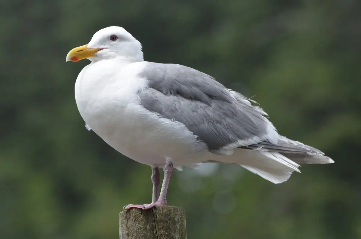 Glaucous-winged gull