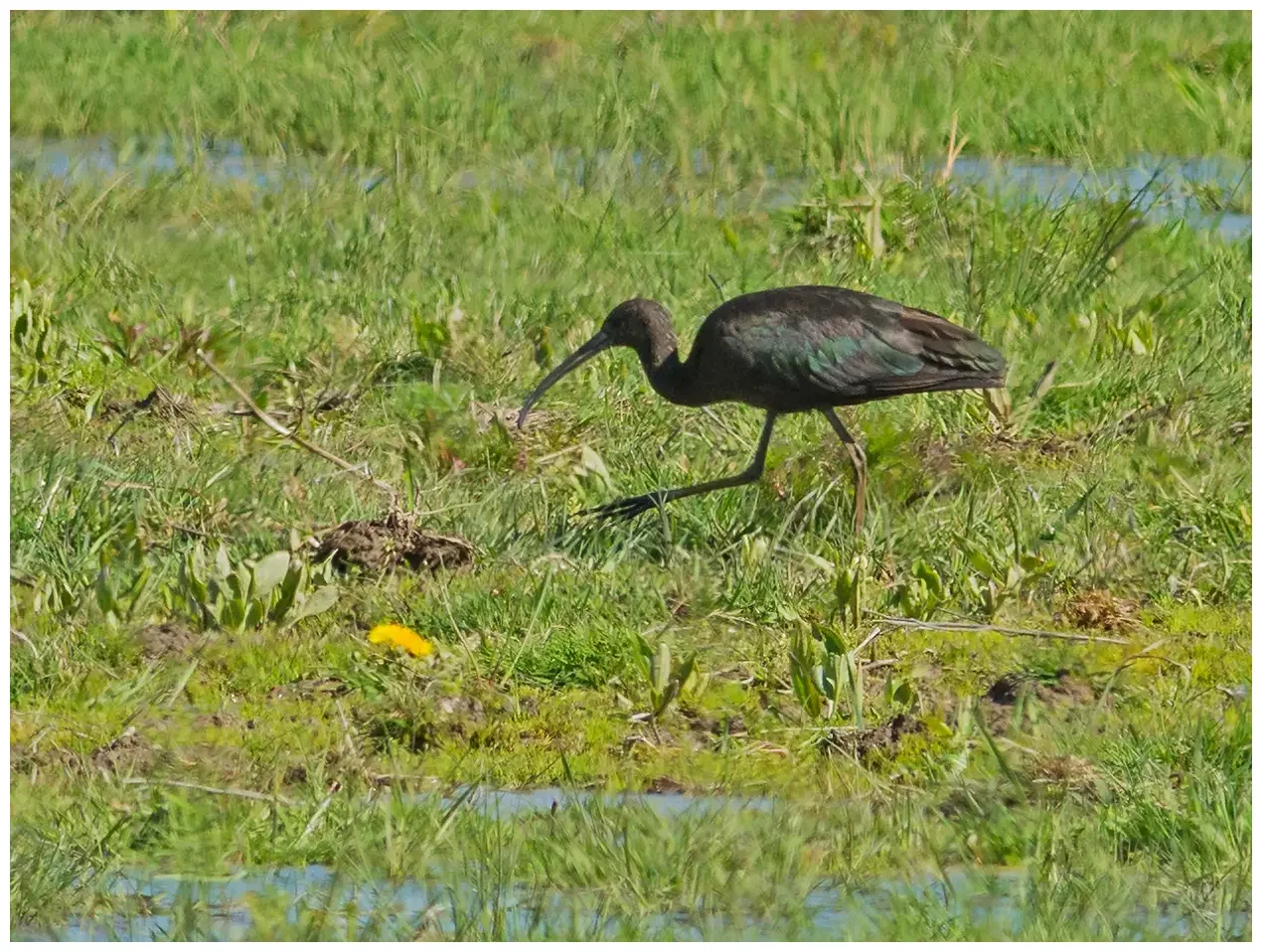 Glossy ibis