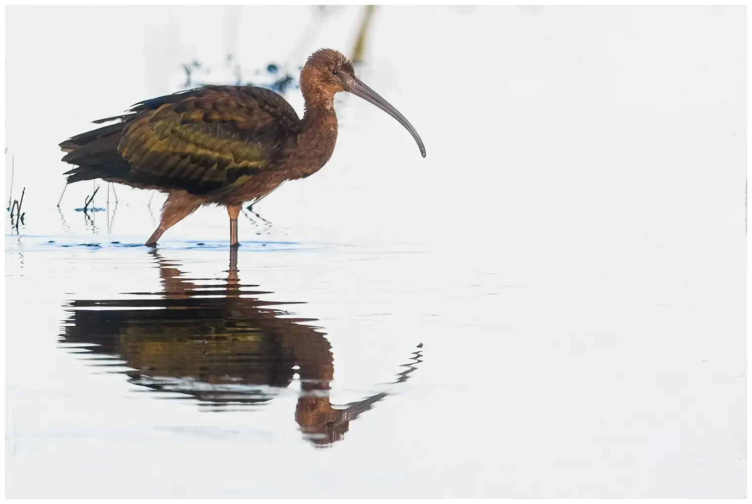 Glossy ibis
