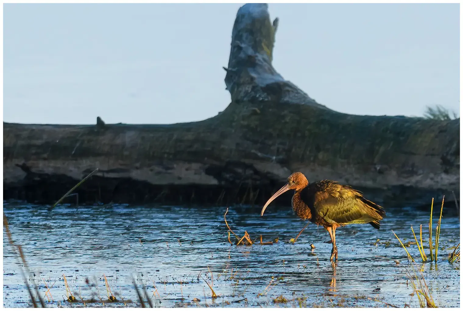 Glossy ibis