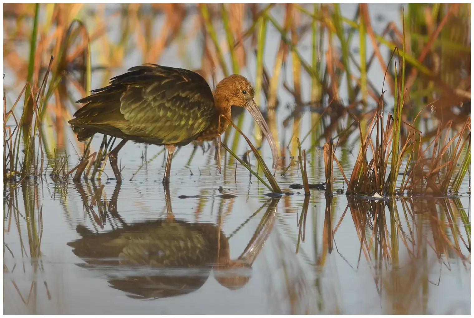 Glossy ibis