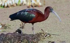 Glossy ibis