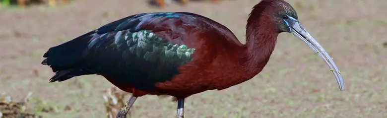 Glossy ibis