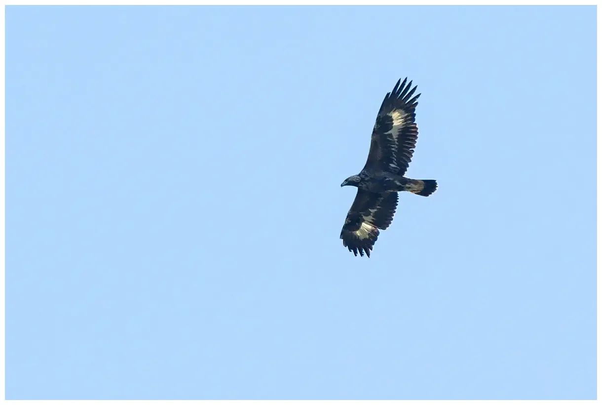 Golden eagle