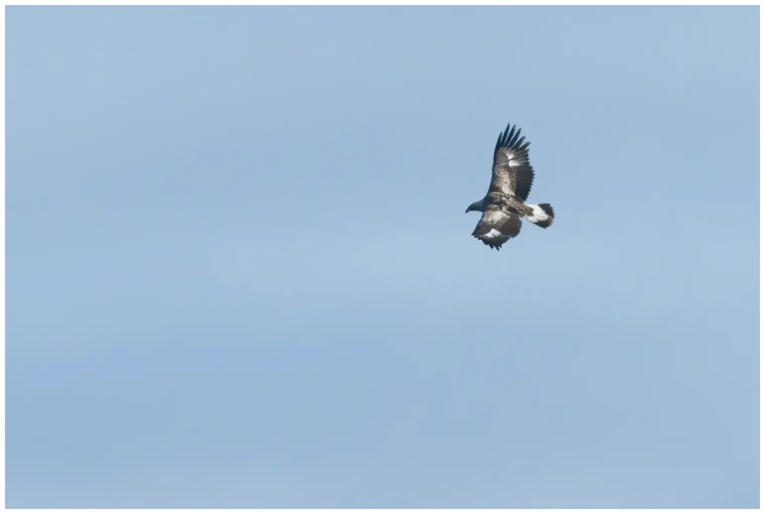 Golden eagle