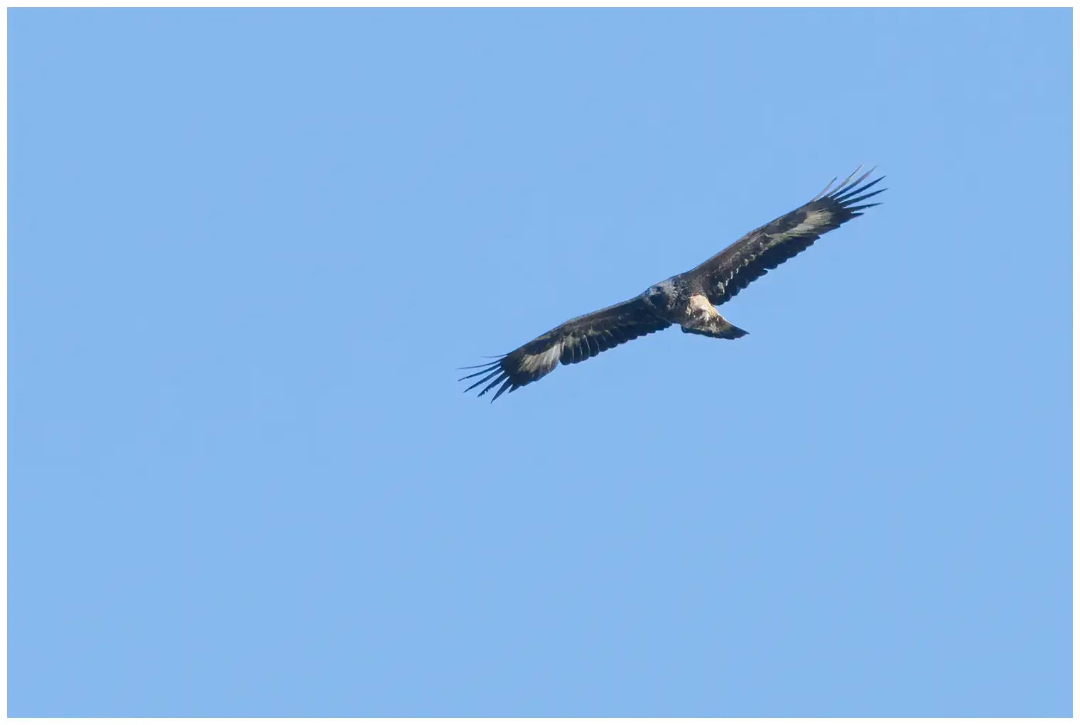 Golden eagle