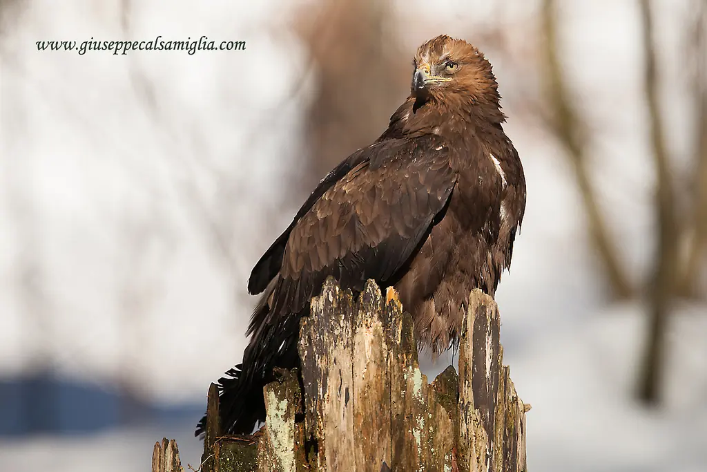 Golden eagle. Sitting on the stump of a dead tree. The plumage is predominantly dark brown with a golden head.