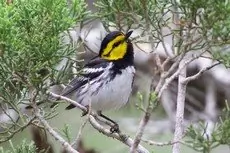 Golden-cheeked warbler
