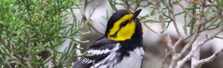 Golden-cheeked warbler