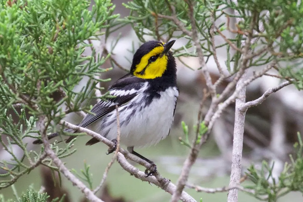 Golden-cheeked warbler