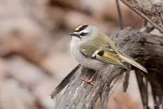 Golden-crowned kinglet