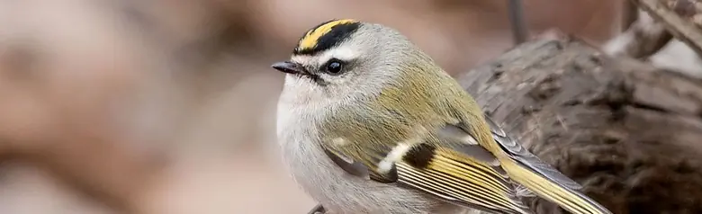 Golden-crowned kinglet