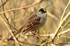 Golden-crowned sparrow