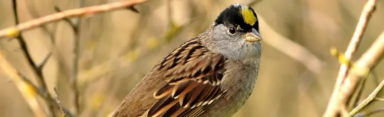 Golden-crowned sparrow