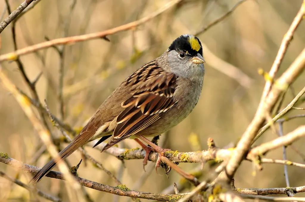 Golden-crowned sparrow