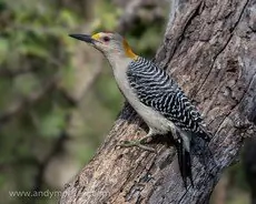 Golden-fronted woodpecker