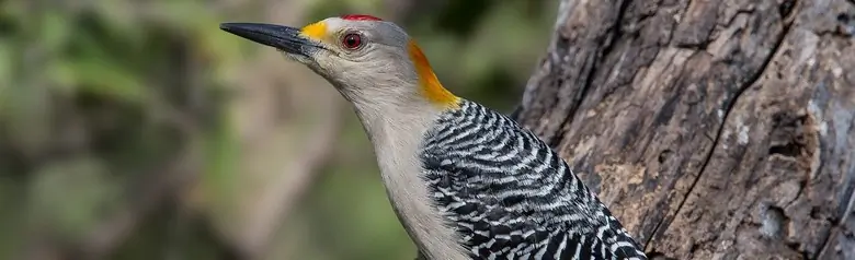 Golden-fronted woodpecker