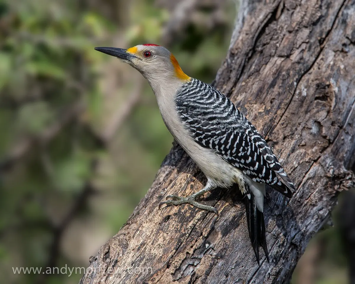 Golden-fronted woodpecker